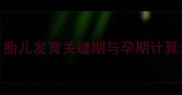 33周3天换算成几个月胎儿发育关键期与孕期计算全攻略准妈妈必看