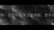 1-3岁宝宝辅食指南西红柿的黄金食用期营养搭配与注意事项全