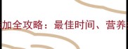0-3岁宝宝辅食添加全攻略最佳时间营养搭配与喂养技巧