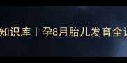 孕期知识库孕8月胎儿发育全记录