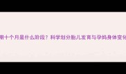 孕期十个月是什么阶段科学划分胎儿发育与孕妈身体变化全