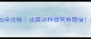 8个月宝宝辅食添加全攻略油菜这样做营养翻倍新手妈妈必收藏