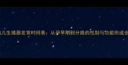 胎儿生殖器发育时间表从孕早期到分娩的性别与功能形成全