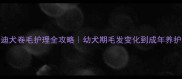 泰迪犬卷毛护理全攻略幼犬期毛发变化到成年养护全