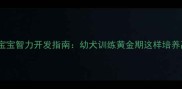六个月泰迪宝宝智力开发指南幼犬训练黄金期这样培养高智商萌宠