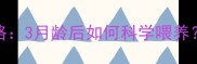 鹅蛋宝宝辅食添加全攻略3月龄后如何科学喂养营养搭配与注意事项全