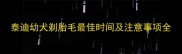 泰迪幼犬剃胎毛最佳时间及注意事项全