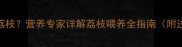 婴儿多大可以吃荔枝营养专家详解荔枝喂养全指南附过敏预警与食谱