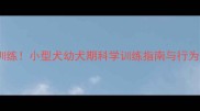 3个月开始训练小型犬幼犬期科学训练指南与行为矫正全攻略
